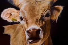 Vache Ardéchoise